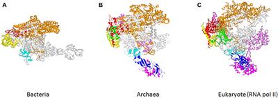 Editorial: The Lesser Known World of RNA Polymerases